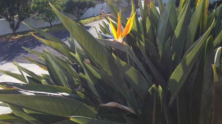 lg g2 730x410 LG G2 first impressions: Business in the front, buttons on the back