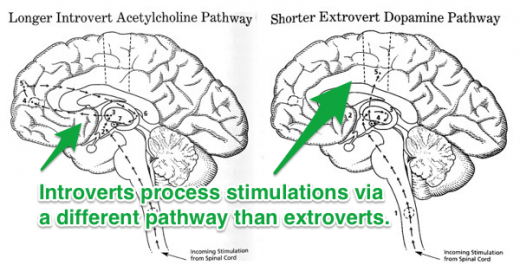 introvert extrovert brains 520x278 photo introvert extrovert brains 520x278 The myth of the brainstorming session: The best ideas dont always come from meetings
