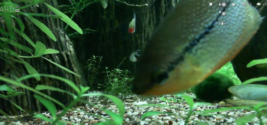 acquard feat 520x245 Bored at your desk? Kill a few minutes by feeding some real fish via this Web app