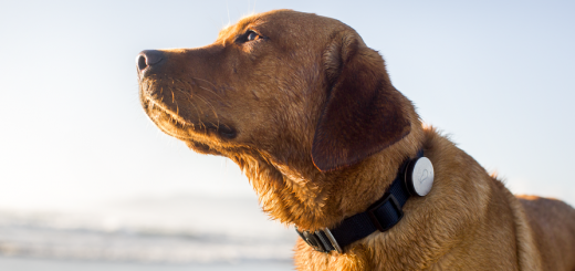 whistle 3 crop 520x245 Whistle adds Android support to its wearable activity tracker for dogs