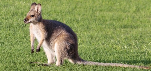 Wallaby’s new Chrome extension recommends which credit card to use when buying online wallaby